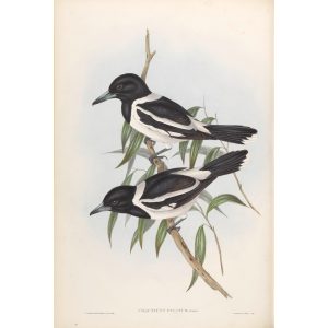 Pied Crow-Shrike 050 by John Gould. Birds of Australia Volume II. Museum quality giclee print. Facsimile. Heritage Prints
