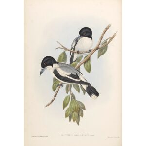 Silvery-backed Butcher-Bird 051 by John Gould. Birds from Australia Volume II. Museum quality giclee prints. Facsimile. Heritage Prints.