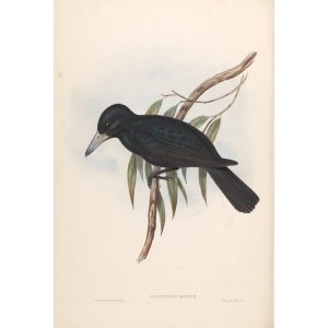 Quoy's Crow-Shrike 053 by John Gould. Birds from Australia Volume II. Museum quality giclee prints. Facsimile. Heritage Prints.