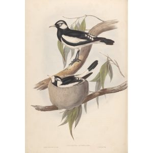 Pied Grallina 054 by John Gould. Birds from Australia Volume II. Museum quality giclee prints. Facsimile. Heritage Prints.