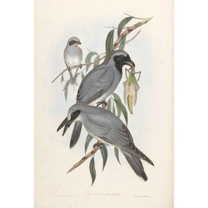 Back-faced Graucalus 055 by John Gould. Birds from Australia Volume II. Museum quality giclee prints. Facsimile. Heritage Prints.