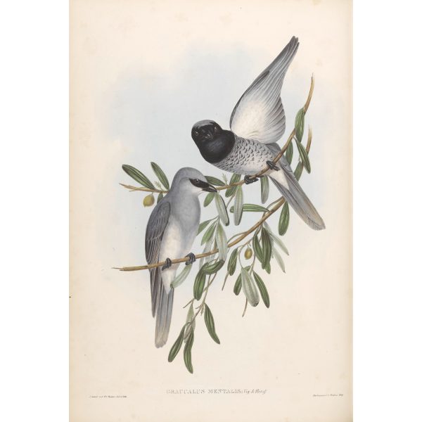 Varied Graucalus 056 by John Gould. Birds from Australia Volume II. Museum quality giclee prints. Facsimile. Heritage Prints.
