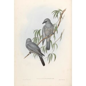 Swainson's Graucalus 058 by John Gould. Birds from Australia Volume II. Museum quality giclee prints. Facsimile. Heritage Prints.