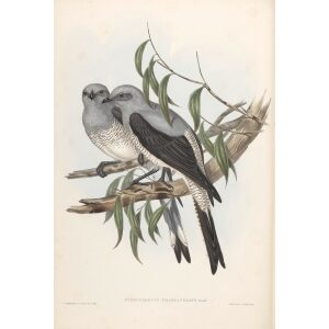 Ground Graucalus 059 by John Gould. Birds from Australia Volume II. Museum quality giclee prints. Facsimile. Heritage Prints.