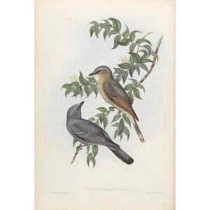 Jardin's Campephaga 060 by John Gould. Birds from Australia Volume II. Museum quality giclee prints. Facsimile. Heritage Prints.