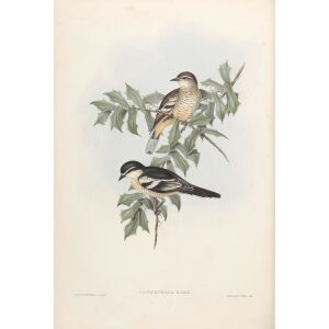 Northern Campephaga 061 by John Gould. Birds of Australia Volume II. Museum quality giclee print. Facsimile giclee. Heritage Prints.