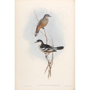 Black and White Campephaga 062 by John Gould. Birds of Australia Volume II. Museum quality giclee print. Facsimile giclee. Heritage Prints.