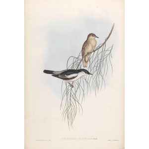 White-shouldered Campephaga 063 by John Gould. Birds of Australia Volume II. Museum quality giclee print. Facsimile giclee. Heritage Prints.