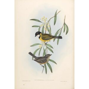 Gould Australia Vol 2 064 Guttural Pachycephala