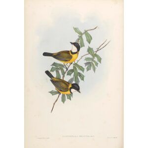 Black-tailed Pachycephala 066 by John Gould. Birds of Australia Volume II. Museum quality giclee print. Facsimile giclee. Heritage Prints.