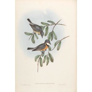 Lunated Pachycephala 068 by John Gould. Birds of Australia Volume II. Museum quality giclee print. Facsimile giclee. Heritage Prints.