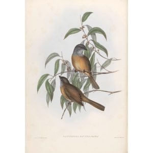 Olivaceous Pachycephala 073 by John Gould. Birds of Australia Volume II. Museum quality giclee print. Facsimile giclee. Heritage Prints.