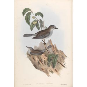 Gould Australia Vol 2 074 Harmonious Colluricincla