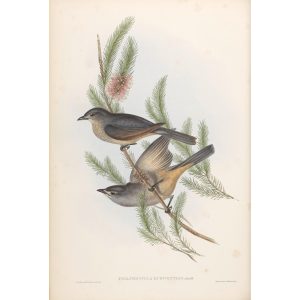 Buff-bellied Colluricincla 075 by John Gould. Birds of Australia Volume II. Museum quality giclee print. Facsimile giclee. Heritage Prints.
