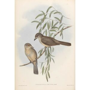 Brown Colluricincla 076 by John Gould. Birds of Australia Volume II. Museum quality giclee print. Facsimile giclee. Heritage Prints.
