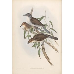 Selby's Colluricincla 077 by John Gould. Birds of Australia Volume II. Museum quality giclee print. Facsimile giclee. Heritage Prints.