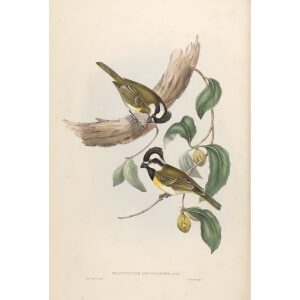 White-bellied Shrike-Tit 080 by John Gould. Birds of Australia Volume II. Museum quality giclee print. Facsimile giclee. Heritage Prints.