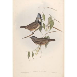 Crested Oreoica 081 by Gould. Birds of Australia, Volume II. Museum quality giclee prints. Facsimile Giclee. Heritage Prints.