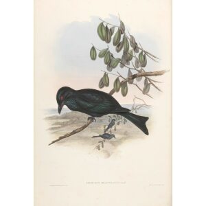 Spangled Drongo 082 by Gould. Birds of Australia, Volume II. Museum quality giclee prints. Facsimile Giclee. Heritage Prints.