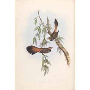 Rufous-fronted Fantail 084 by Gould. Birds of Australia, Volume II. Museum quality giclee prints. Facsimile Giclee. Heritage Prints.