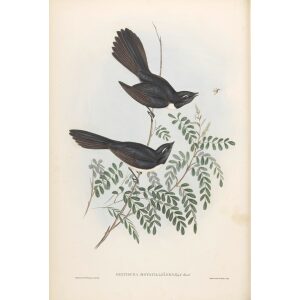 Black Fantailed Flycather 086 by Gould. Birds of Australia, Volume II. Museum quality giclee prints. Facsimile Giclee. Heritage Prints.