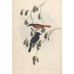 Blue Shining Flycather 088 by Gould. Birds of Australia, Volume II. Museum quality giclee prints. Facsimile Giclee. Heritage Prints.