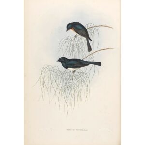 Shining Flycather 091 by Gould. Birds of Australia, Volume II. Museum quality giclee prints. Facsimile Giclee. Heritage Prints.
