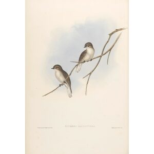 Great-winged Microeca 093 by Gould. Birds of Australia, Volume II. Museum quality giclee prints. Facsimile Giclee. Heritage Prints.