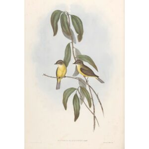 Yellow-bellied Microeca 094 by Gould. Birds of Australia, Volume II. Museum quality giclee prints. Facsimile Giclee. Heritage Prints.