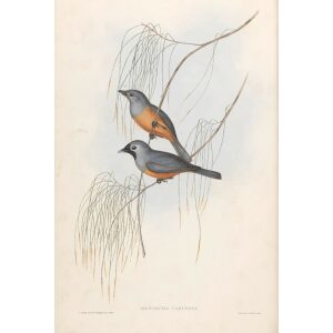 Carinated Flycatcher 095 by Gould. Birds of Australia, Volume II. Museum quality giclee prints. Facsimile Giclee. Heritage Prints.