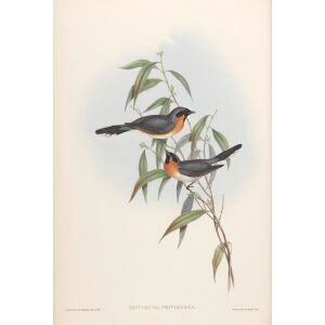 Black-fronted Flycatcher 096 by Gould. Birds of Australia, Volume II. Museum quality giclee prints. Facsimile Giclee. Heritage Prints.