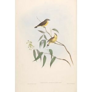 White-throated Flycatcher 097 by Gould. Birds of Australia, Volume II. Museum quality giclee prints. Facsimile Giclee. Heritage Prints.