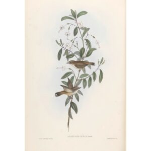 Fucous Gerygone 098 by Gould. Birds of Australia, Volume II. Museum quality giclee prints. Facsimile Giclee. Heritage Prints.