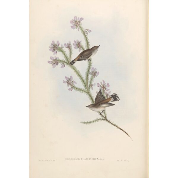 Western Gerygone 099 by Gould. Birds of Australia, Volume II. Museum quality giclee prints. Facsimile Giclee. Heritage Prints.