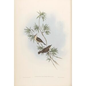 Great-billed Gerygone 100 by Gould. Birds of Australia, Volume II. Museum quality giclee prints. Facsimile Giclee. Heritage Prints.