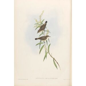 Buff-breasted Gerygone 101 by Gould. Birds of Australia, Volume II. Museum quality giclee prints. Facsimile Giclee. Heritage Prints.