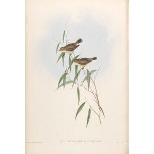 Short-billed Smicrornis 103 by Gould. Birds of Australia, Volume II. Museum quality giclee prints. Facsimile Giclee. Heritage Prints.
