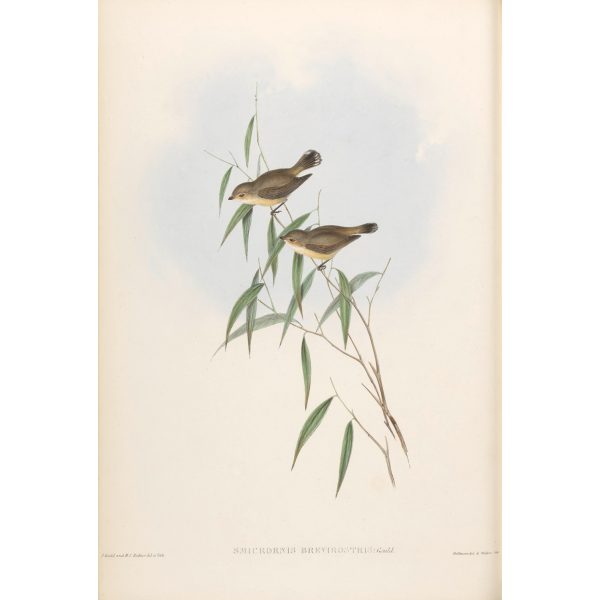 Short-billed Smicrornis 103 by Gould. Birds of Australia, Volume II. Museum quality giclee prints. Facsimile Giclee. Heritage Prints.
