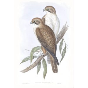 Western Brown Hawk - Ieracidea Occidentalis - John Gould Birds of Australia Volume 1 012 - Facsimile Giclee Print - Heritage Prints