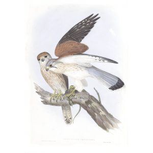 Nankeen Kestril - Tinnunculus Cencroide - John Gould Birds of Australia Volume 1 013 - Facsimile Giclee Print - Heritage Prints