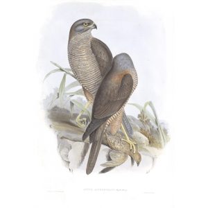 Australian Goshawk - Astur Approximans - John Gould Birds of Australia Volume 1 017 - Facsimile Giclee Print - Heritage Prints