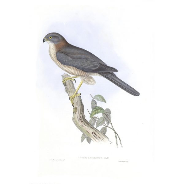 West Australian Goshawk - Astur Cruentus - John Gould Birds of Australia Volume 1 018 - Facsimile Giclee Print - Heritage Prints