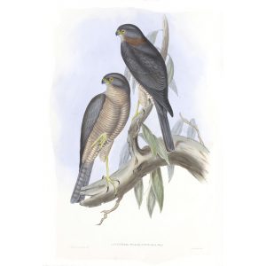 Collard Sparrow Hawk - Accipiter Torquatus - John Gould Birds of Australia Volume 1 019 - Facsimile Giclee Print - Heritage Prints