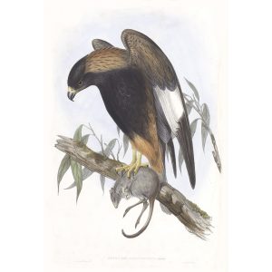 Black-breasted Buzzard - Buteo Melanosternon - John Gould Birds of Australia Volume 1 020 - Facsimile Giclee Print - Heritage Prints