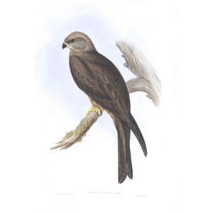 Allied Kite - Milvus Affinis - John Gould Birds of Australia Volume 1 021 - Facsimile Giclee Print - Heritage Prints