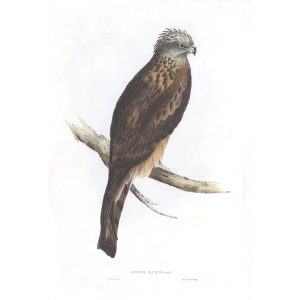Square-tailed Kite - Milvus Isurus - John Gould Birds of Australia Volume 1 022 - Facsimile Giclee Print - Heritage Prints