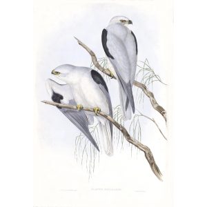 Black-shouldered Kite - Elanus Axillaris - John Gould Birds of Australia Volume 1 023 - Facsimile Giclee Print - Heritage Prints