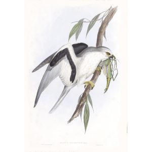 Letter-winged Kite - Elanus Scriptus - John Gould Birds of Australia Volume 1 024 - Facsimile Giclee Print - Heritage Prints