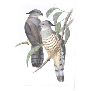 Crested Hawk - Lepidogenys Subcristatus - John Gould Birds of Australia Volume 1 025 - Facsimile Giclee Print - Heritage Prints