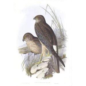 Allied Harrier - Circus Assimilis - John Gould Birds of Australia Volume 1 026 - Facsimile Giclee Print - Heritage Prints